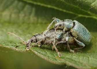 beetle Phyllobius male and female