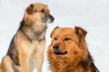 Two dogs in winter outdoors on a background of white snow