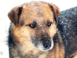 Large watch dog with a close look in the winter covered with snow, portrait of a dog