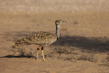 Very rear bird found in UAE called Bustard 