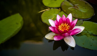 Lilia wodna na jeziorze, różowy kwiat, zielone liście na wodzie  - obrazy, fototapety, plakaty