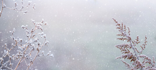 Snow and frost-covered dry stalks of grass in the fog during a snowfall, panorama, copy space © Volodymyr
