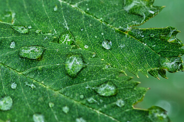 leaf with water drops
