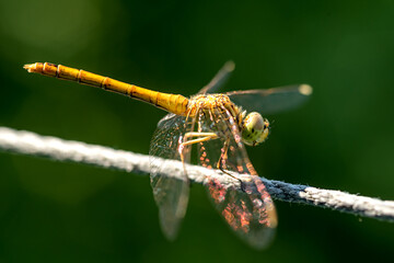 Yellow dragonfly sits on a rope in summer on a blurred background.