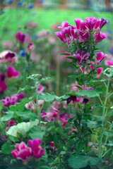 Obraz premium Pink and green lush wild flower meadow