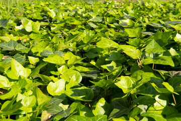 Bluszcz - zielone liście