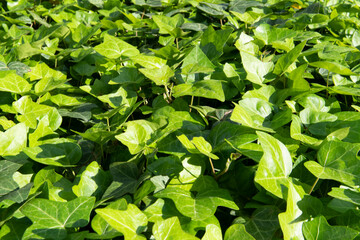 Fototapeta na wymiar Green ivy leaves 