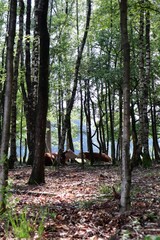 Obraz premium forest in autumn