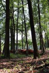 Cows in a forest