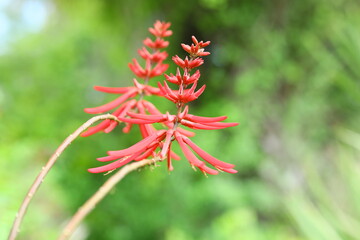 Coral bean or Erythrina herbacea Florida native unique red color wildflower shrub blooms in spring have bean seeds green