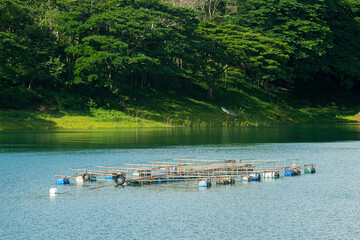 Jaulas para el criadero de de Tilapias en el lago Arenal en Tilarán Costa Rica 