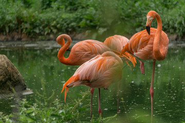 pink caribbean flamingos in the water