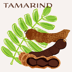 Tamarind pods vector illustration. Colorful textured modern design.