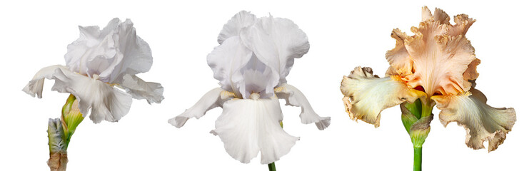 Fototapeta na wymiar Set of blooming iris flowers isolated on white background. Fleur-de-lis, flower-de-luce banner, wallpaper.