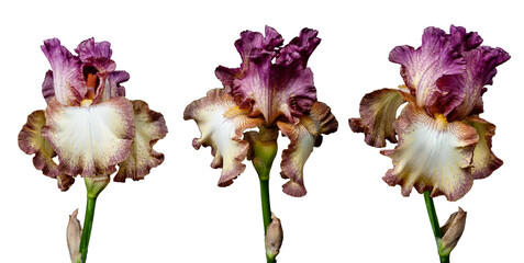 Set of blooming iris flowers isolated on white background. Fleur-de-lis, flower-de-luce banner, wallpaper.