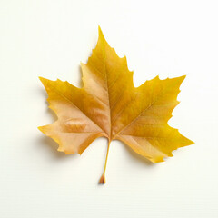 Yellow maple leaf isolated on white background