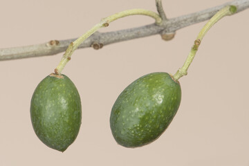 Green olives laying on the olive branch with homogeneous light yellowish brown background