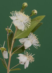 Myrtus communis the common or true myrtle shrub with small green leaves and beautiful white flowers...