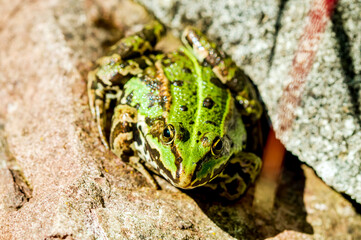 Lake or Pool green spotted edible frog (Pelophylax lessonae) sunbathing resting on the shore on a stone. Closeup of Marsh frog (Pelophylax ridibundus), (Pelophylax esculentus). Front view