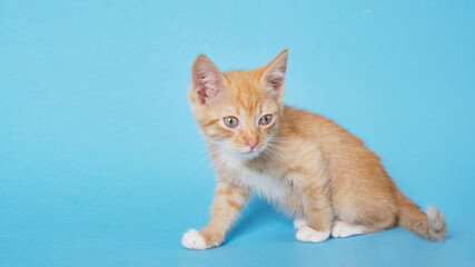 cute red kitten on a blue background. Cute funny home pets.