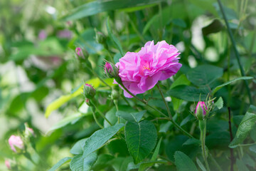 pink rose flower background. Red roses on a bush in the garden, close-up. delicate pink rose flower with green leaves. Red Rose Magic. beauty in the garden. concept of romance, gift