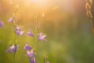 Obraz na płótnie Canvas Campanula. purple flower, bells in the rays of the setting sun. Field bell in the thick grass. beautiful delicate flower, close-up. floral background, evening time