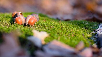 the acorn lies on the green moss of the autumn forest. early spring in the forest. a group of acorns, green forest moss and dry leaves. Oak Grove. close-up, natural background and place for text © Oleksandr Filatov