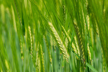 Young Wheat ears illuminated by sunlight. Gorgeous shape of the Wheat spikes. concept of a good harvest in an agricultural field. green spikelets. rye, close-up. green natural background