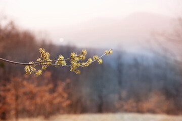 Obraz premium A branch of a flowering tree in a garden or forest.