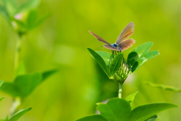 Polyommatus icarus. butterfly on clover flower. Common blue butterfly at rest on red clover flower. European macro nature. insect on a wildflower. meadow flower and butterfly, background, close-up.
