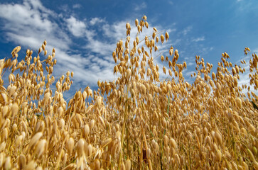 Common oat growing in a oat field