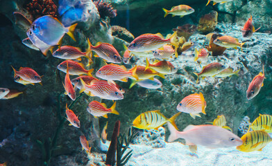 School of red with orange stripes fish in aquarium