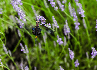 Dragon fly hanging on lavender flower