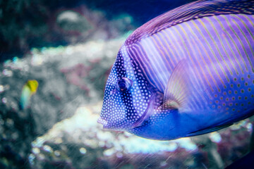 Purple rare fish in aquarium - 444595471
