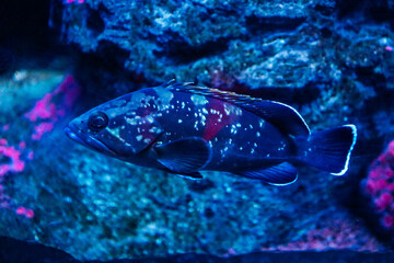 Spotty blue rare fish in aquarium - 444595490