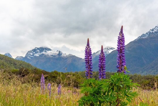 Arctic lupines blooming in the Southern Alps of New Zealand