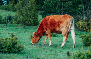 Pretty  healthy, nice, good brown cow in the field. Ecology farming. - 444595622