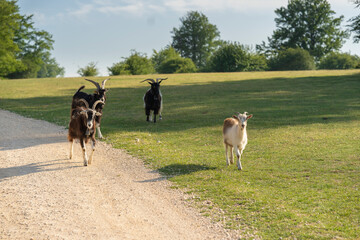 Goats in the mountains of Urbasa (Navarra, Spain).