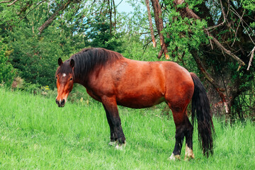 Brown horse gazing at the green grass on a field with trees, summer time. Black mane, white star on the forehead. - 444595632