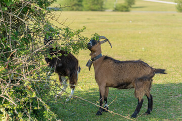 Goats in the mountains of Urbasa (Navarra, Spain).