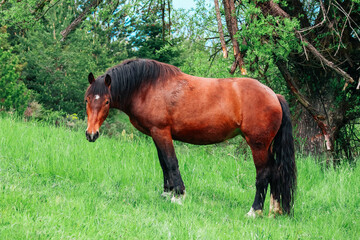 Brown horse gazing at the green grass on a field with trees, summer time. Black mane, white star on the forehead.