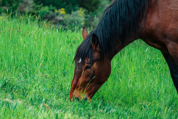 Brown horse gazing at the green grass on a field with trees, summer time. Black mane, white star on the forehead. - 444595655