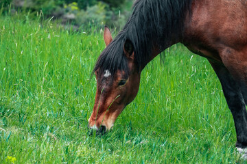 Brown horse gazing at the green grass on a field with trees, summer time. Black mane, white star on the forehead. - 444595666