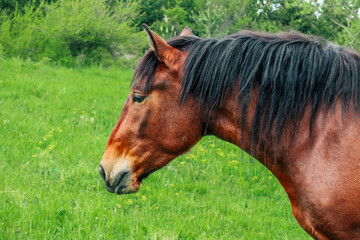 Naklejka na ściany i meble Brown horse gazing at the green grass on a field with trees, summer time. Black mane, white star on the forehead.