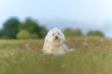 Maltese bichon in the field.