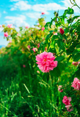 Bulgaria, rose plantation valley. Rosa damascena farm, rosebush. - 444595823