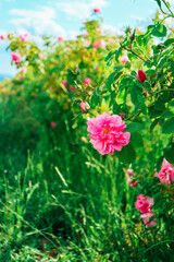 Bulgaria, rose plantation valley. Rosa damascena farm, rosebush. - 444595832