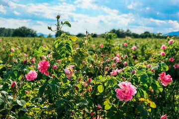 Bulgaria, rose plantation valley. Rosa damascena farm, rosebush. - 444595870