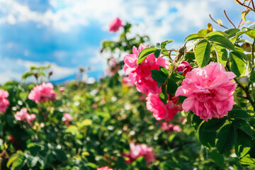 Bulgaria, rose plantation valley. Rosa damascena farm, rosebush. - obrazy, fototapety, plakaty