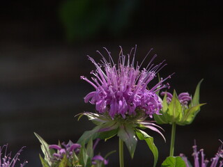 purple flower